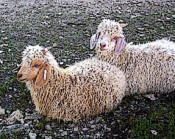 alf goat kids 2004