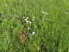 wildflowers