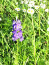 wildflowers