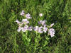 wildflowers